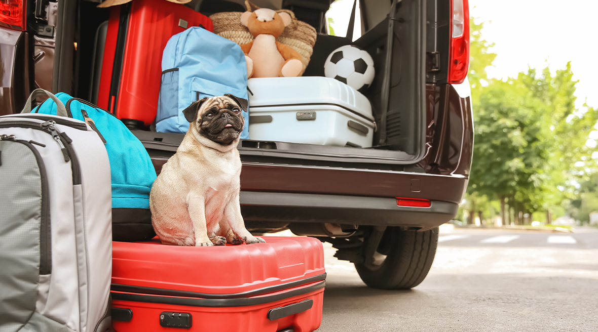 cute fawn pug dog sitting on a red suitcase among other cases ready to go in the boot of a car